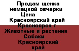 Продам щенка немецкой овчарки › Цена ­ 7 000 - Красноярский край, Красноярск г. Животные и растения » Собаки   . Красноярский край